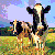 Cow icon graphics