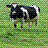 Cow icon graphics