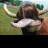 Cow icon graphics