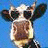 Cow icon graphics