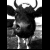 Cow icon graphics
