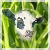 Cow icon graphics