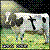 Cow icon graphics