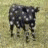 Cow icon graphics