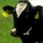 Cow icon graphics