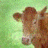 Cow icon graphics