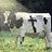 Cow icon graphics
