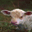 Cow icon graphics