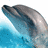 Dolphin icon graphics