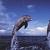 Dolphin icon graphics