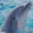 Dolphin icon graphics
