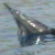 Dolphin icon graphics