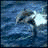 Dolphin icon graphics