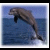 Dolphin icon graphics