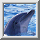 Dolphin icon graphics