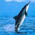 Dolphin icon graphics