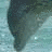 Dolphin icon graphics