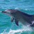 Dolphin icon graphics