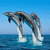 Dolphin icon graphics