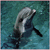 Dolphin icon graphics