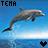 Dolphin icon graphics