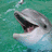 Dolphin icon graphics