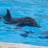Dolphin icon graphics