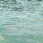 Dolphin icon graphics