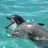 Dolphin icon graphics