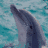 Dolphin icon graphics