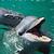 Dolphin icon graphics