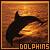 Dolphin icon graphics