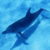 Dolphin icon graphics