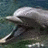 Dolphin icon graphics