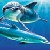 Dolphin icon graphics