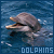 Dolphin icon graphics