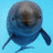 Dolphin icon graphics