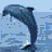 Dolphin icon graphics