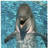 Dolphin icon graphics