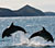 Dolphin icon graphics