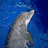Dolphin icon graphics