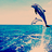 Dolphin icon graphics