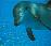 Dolphin icon graphics