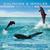 Dolphin icon graphics