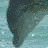 Dolphin icon graphics