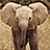 Elephant icon graphics