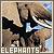 Elephant icon graphics