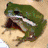Frogs icon graphics