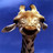 Giraffe icon graphics