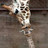 Giraffe icon graphics